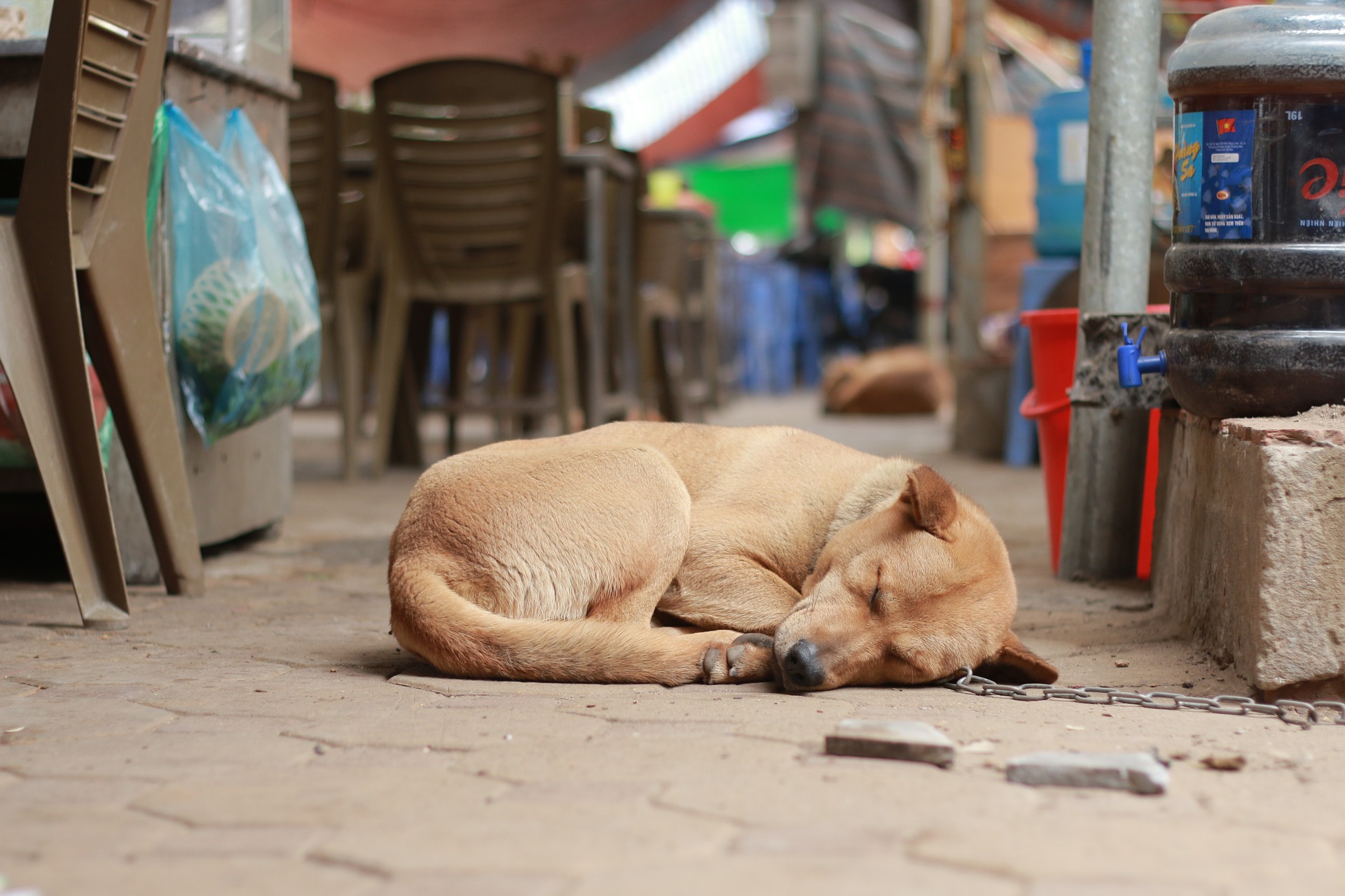 Los animales... ¿Sueñan?